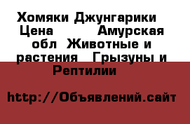 Хомяки Джунгарики › Цена ­ 100 - Амурская обл. Животные и растения » Грызуны и Рептилии   